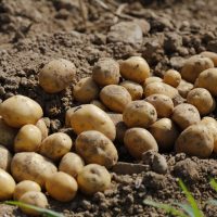 h280626_風変わりなダイエット01_potato-983788_1280