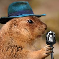 h280702_忙中閑あり01_prairie-dog-1470659_1280