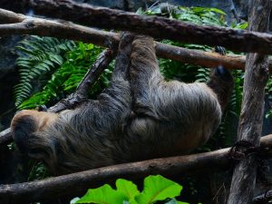 h280704_ダイエット記念日01_sloth-407082_1280