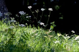 h280722_ダイエット7日目02_wild-grasses-429413_1280